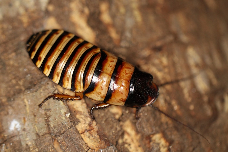 hissing cockroach